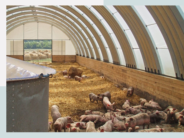 Строительство свинарников в Гае