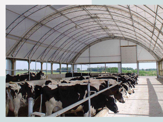 Тентовые коровники в Гае